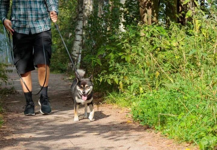 Weekend z psem: odkryj top miejsca przyjazne zwierzętom na Śląsku